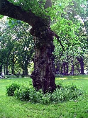 Central park NYC 15.JPG